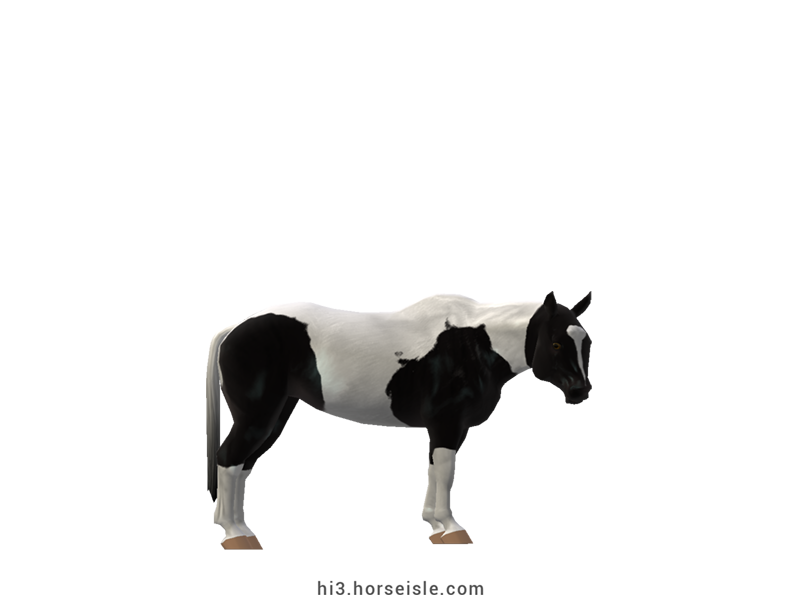 Cow-pony Omby Sable Black Tobiano Coat